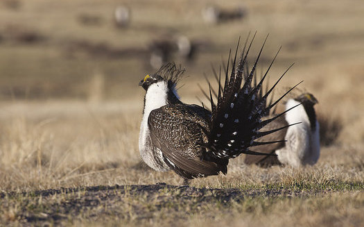Male sage grouse are known for their elaborate mating rituals, but conservationists fear the birds' mating grounds are under threat. (USDA/Flickr) 
