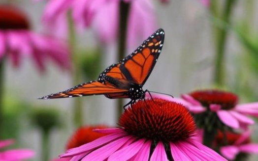 Public comments are being solicited through May 31 on a draft conservation plan to reverse the decline of the eastern monarch butterfly population. (David P. Whelan/Morgufile)