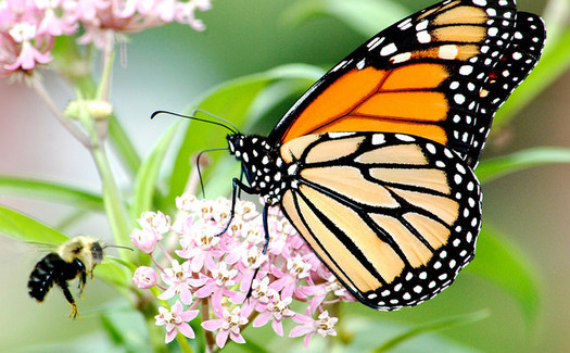 The mid-America monarch migration route in need of more milkweed spans from Texas to North Dakota and east to Ohio. 