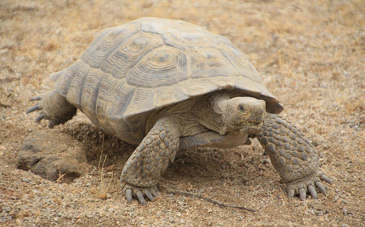 Habitat loss is thought to be one of the biggest factors behind declining desert tortoise populations. (BLM/Flickr) 