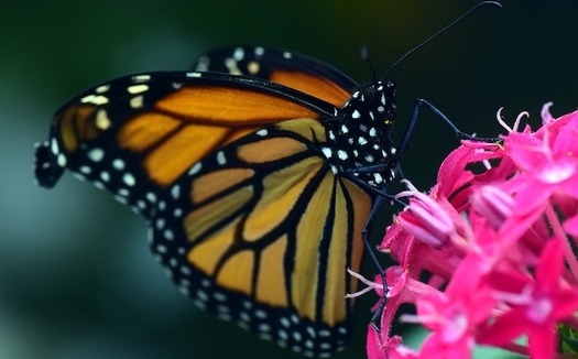 The population of eastern monarch butterflies has decreased by 90 percent in recent decades. (ulleo/Pixabay)