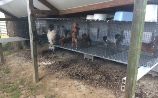 Dogs caged on uncoated wire flooring and other violations were discovered at an undisclosed Ohio kennel, according to a new report. (Ohio Department of Agriculture)