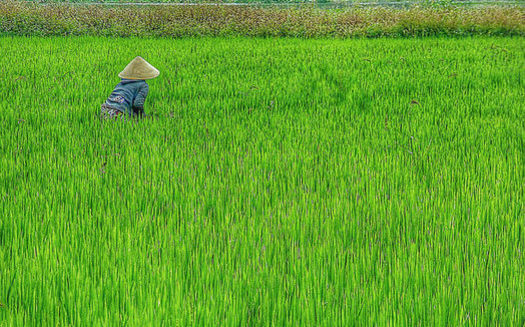 About 25 percent of the calories consumed globally come from rice, which is under threat from rising carbon dioxide levels. (Calmuziclover/Flickr)