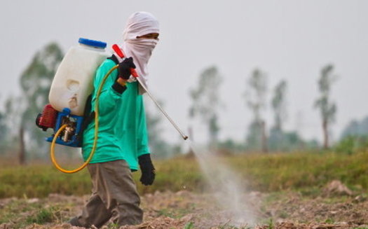 Advocates say doctors diagnose thousands of cases of pesticide poisoning among farm workers each year. (Wasan_Gredpree/iStockphoto)