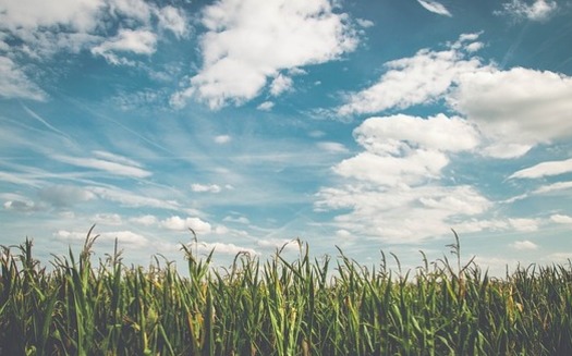 The unpredictability of climate change could hurt future corn yields unless farmers find new techniques to adapt. (Pixabay)