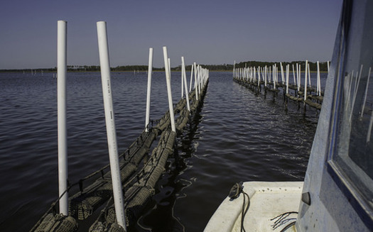 Oyster aquaculture is a growing industry, and would include creating structures along the North Carolina coast, much like these in Florida. (Florida Sea Grant)