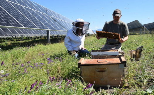 A solar farm near Medford, Ore., also is home to 48 thriving bee colonies. (Pine Gate Renewables)