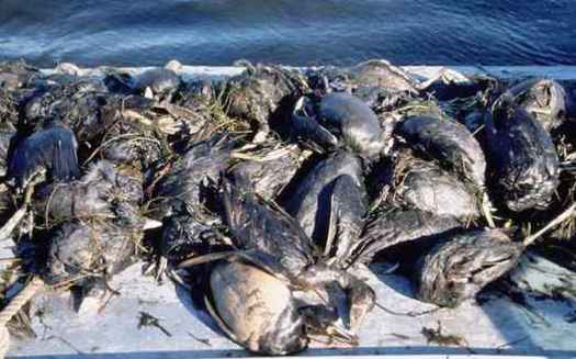 Each year, 500,000 to 1 million birds die from landing in uncovered oil pits. (USFWS)