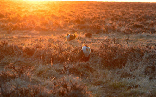 Scientists worry that conservation plans for sage grouse that aren't based on their whole habitat won't be effective. (Jennifer Strickland/USFWS)