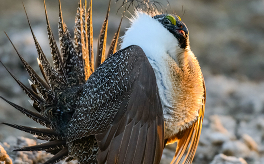 Critics of the BLM's proposed changes to the already-approved Greater sage grouse Management Plan, that spans 11 states, say they are not based in science. (abcbirds.org)