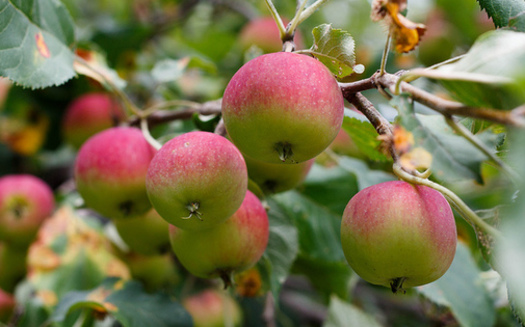 Chlorpyrifos is used on apples and other crops, which some groups argue is harmful to farmworkers and children. (tubafil/Flickr)