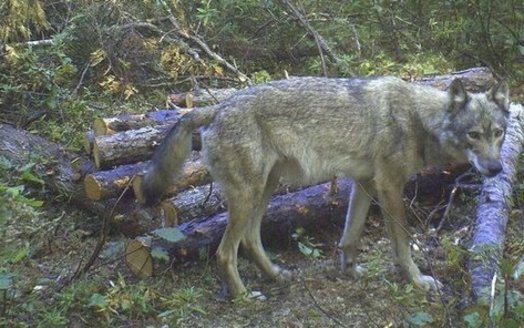 A judge reinstated the Endangered Species Act listing for the gray wolf in 2014. A new proposal in the U.S. Senate would eliminate such judicial review. (Melissa Smith/Endangered Species Coalition)