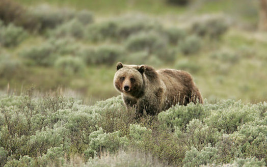 Up to 10 male grizzly bears and one female grizzly could be hunted this fall in Wyoming. (Jim Peaco/Yellowstone National Park)