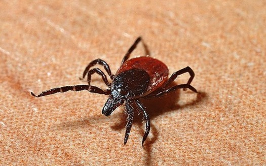 Place clothes in the dryer on high heat for 10 minutes to kill any ticks being carried on clothing. (Pixabay)