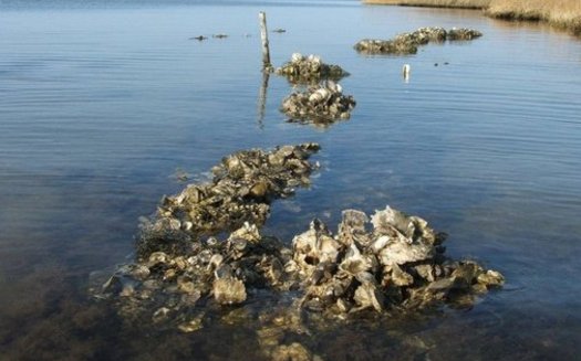Researchers at the University of Massachusetts believe that if oyster beds once in place in the coastal waters of New York had been there during Hurricane Sandy, much of the damage could have been reduced. (The Nature Conservancy)