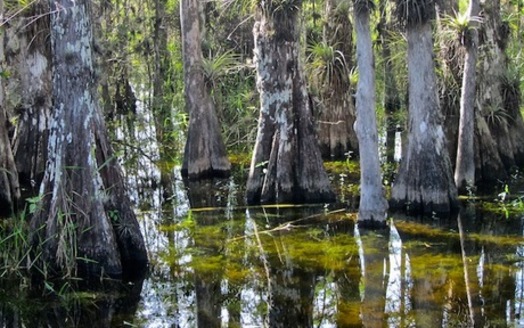 The Land and Water Conservation Fund has invested more than $1 billion to protect Floridas outdoor places, protect water resources, increase sportsmen's access and build local parks. (Big Cypress National Preserve/Wikimedia Commons)
