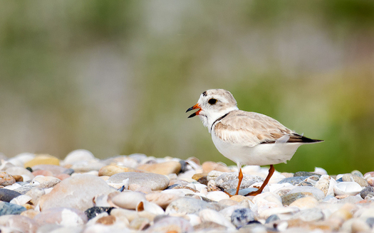 Piping plovers are territorial and don't nest close together, but often spread out across a long stretch of beach. (Wikimedia Commons)