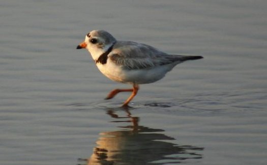 The piping plover population in the Great Lakes states is considered endangered, according to the U.S. Fish and Wildlife Service. (William Picard/freeimages.com)