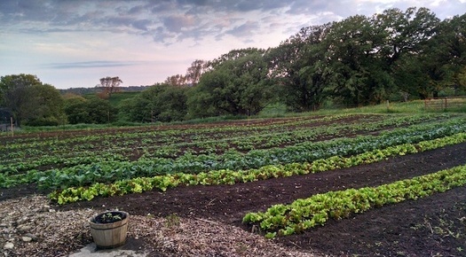 Iowa farmer Danelle Myer started her One Farm on a half-acre in 2011 to grow tomatoes, lettuce, radishes, beets and other vegetables. (Danelle Myer) 