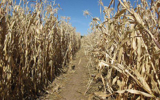 Research suggests the amounts of water and land needed to grow corn for ethanol are not sustainable in the U.S. (Flickr)