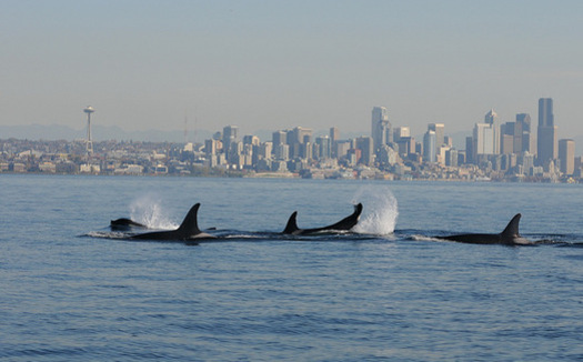 There are only about 75 Southern Resident orcas left in the Northwest. (C. Emmons/NOAA Fisheries)
