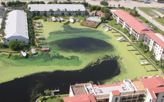 Algal blooms happen annually in Florida, but this summer blooms affecting the Gulf of Mexico and Floridas Lake Okeechobee are having a devastating impact on tourism and the environment. (Pixabay)