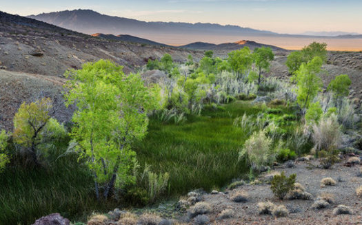 Conservation groups fear that Bonanza Spring in the Mojave National Preserve could dry up, endangering wildlife, if the Cadiz Water Project goes forward. (Michael Gordon)