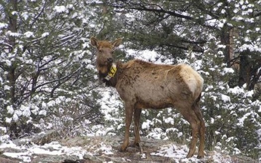 Federal scientists use radio-telemetry collars, such as the one on this elk, to monitor characteristics of healthy herds. (National Park Service)