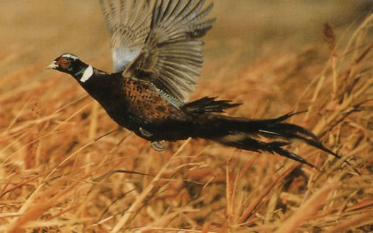 Pheasants, deer, greater prairie chicken, turkeys, butterflies and bees are often attracted to farm land set aside in the Conservation Reserve Program.(somoag.org)