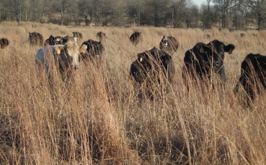 Ebel Grasslands Ranch sits on 525 acres of native grasses near Sulphur Springs, where it has been a family farm for more than 100 years. (Ebel Grasslands Ranch)