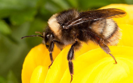 The western bee, formerly one of the most widespread native bees, has lost 84 percent of its historic population. (Stephen Ausmus USDA/ARS)