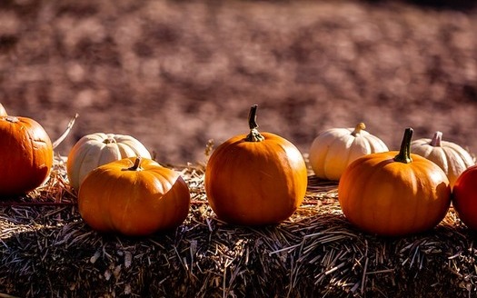 Pumpkins for sale at Maryland stores are more likely to be trucked in from other states this year, as record rainfall squashed the pumpkin-growing season. (Grantbahk/Pixabay) 