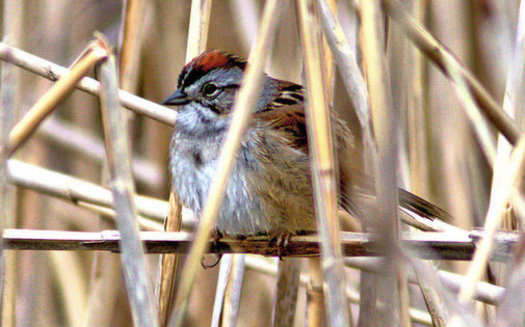 The swamp sparrow is among the birds traveling through North Carolina this month, on its way south for the winter. (Kenneth Cole Schneider)