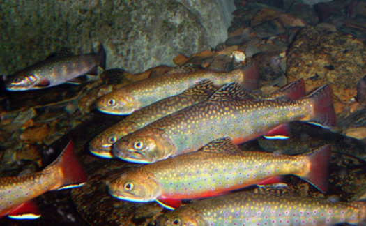 The Tennessee Aquarium has released 280 juvenile brook trout into Little Stony Creek, which flows through the Cherokee National Forest. (U.S. Fish and Wildlife Service)
