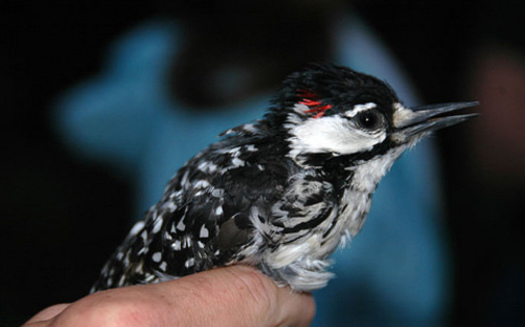 The red patches on either side of the head of male red-cockaded woodpeckers are rarely seen - the birds usually conceal them unless they're excited or agitated. (Chuck Hess/U.S. Forest Service)