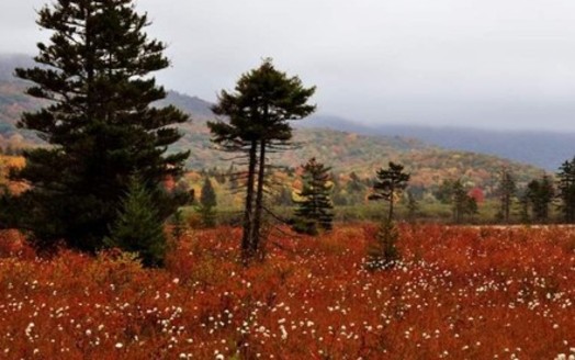 Public forestland such as Cranberry Glades is central to West Virginia's identity. (Mike Costello)