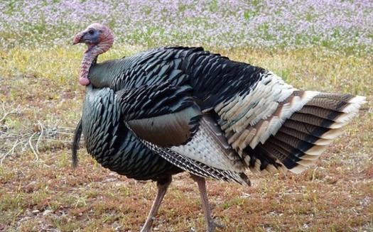 Indiana is the fourth largest turkey-producing state in the nation. (skeeze/Pixabay))
