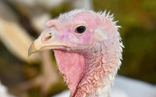 There have been five cases of a salmonella strain linked to turkey in Ohio over the past year. (Alexas_Fotos/Pixabay)