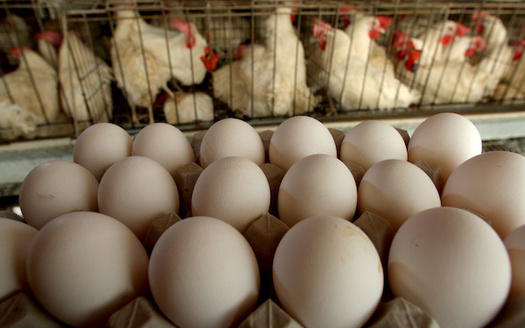 A law passed by Californians earlier this month will dictate how egg producers in other states raise their chickens if they want to sell their eggs in the Golden State. (scpr.org)