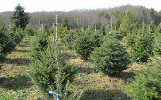 According to the Virginia Christmas Tree Growers Association, it can take as many as 15 years to grow a Christmas tree, but the average growing time is 7 years. (Ed Kennedy/Flickr)