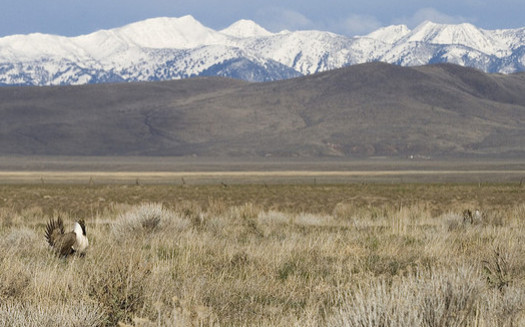 An Interior Department proposal would eliminate about 80 percent of sage grouse habitat currently protected under the 2015 conservation plan. (Nick Myatt/Oregon Dept. of Fish and Wildlife)