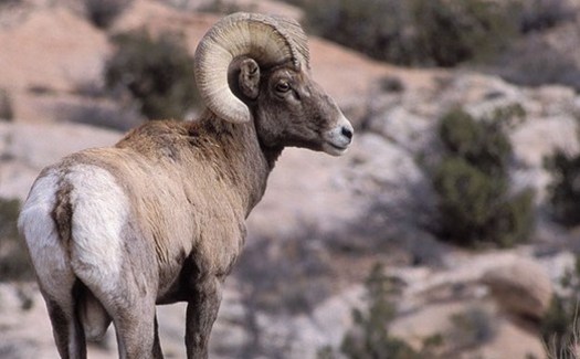 Biologists are concerned that a wall constructed along the U.S.-Mexico border could disrupt migration routes for wildlife, including bighorn sheep that populate Big Bend National Park. (National Park Service)
