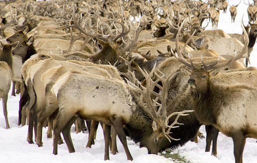 Conservation groups say artificially feeding elk in the winter can increase the spread of fatal conditions such as chronic wasting disease. (U.S. Fish and Wildlife Service)