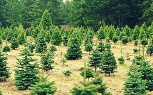 The primary species of Christmas trees grown in Maryland are Scotch Pine, White Pine, Blue Spruce and three fir species: Douglas, Fraser and Canaan. (LloydTheVoid/Pixabay)
