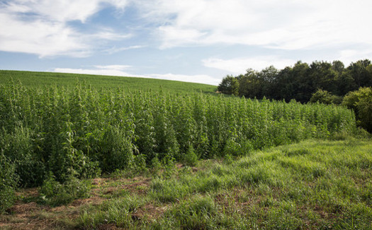 Wisconsin has the seventh most hemp-planted land in the country. (Maja Dumat/Flickr)