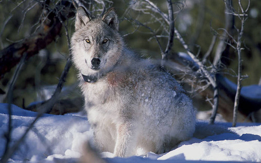 Cutting back recreational hunts of wolves and other predators could help slow Chronic Wasting Disease, according to one biologist. (William Campbell/USFWS)