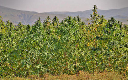 Hemp cultivation, which will soon be legal under the 2018 Farm Bill, was once abundantly grown across the U.S until its production was outlawed in 1937. (ksjd.org)
