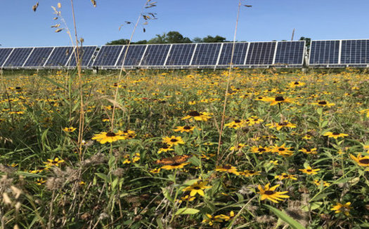 Advocates say pollinator-friendly solar farms benefit the environment and surrounding farms as they generate clean power for local communities. (The Nature Conservancy)