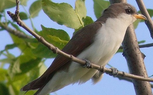 Colorado's western yellow-billed cuckoo is considered to be at greater risk of extinction because the U.S. Interior Department has not yet designated critical habitat protections. (NPS)