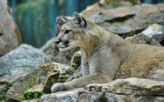 The mountain lion is one of 1,500 species that wildlife experts say would be threatened by a wall on the U.S./Mexico border. (enki0908/pixabay)